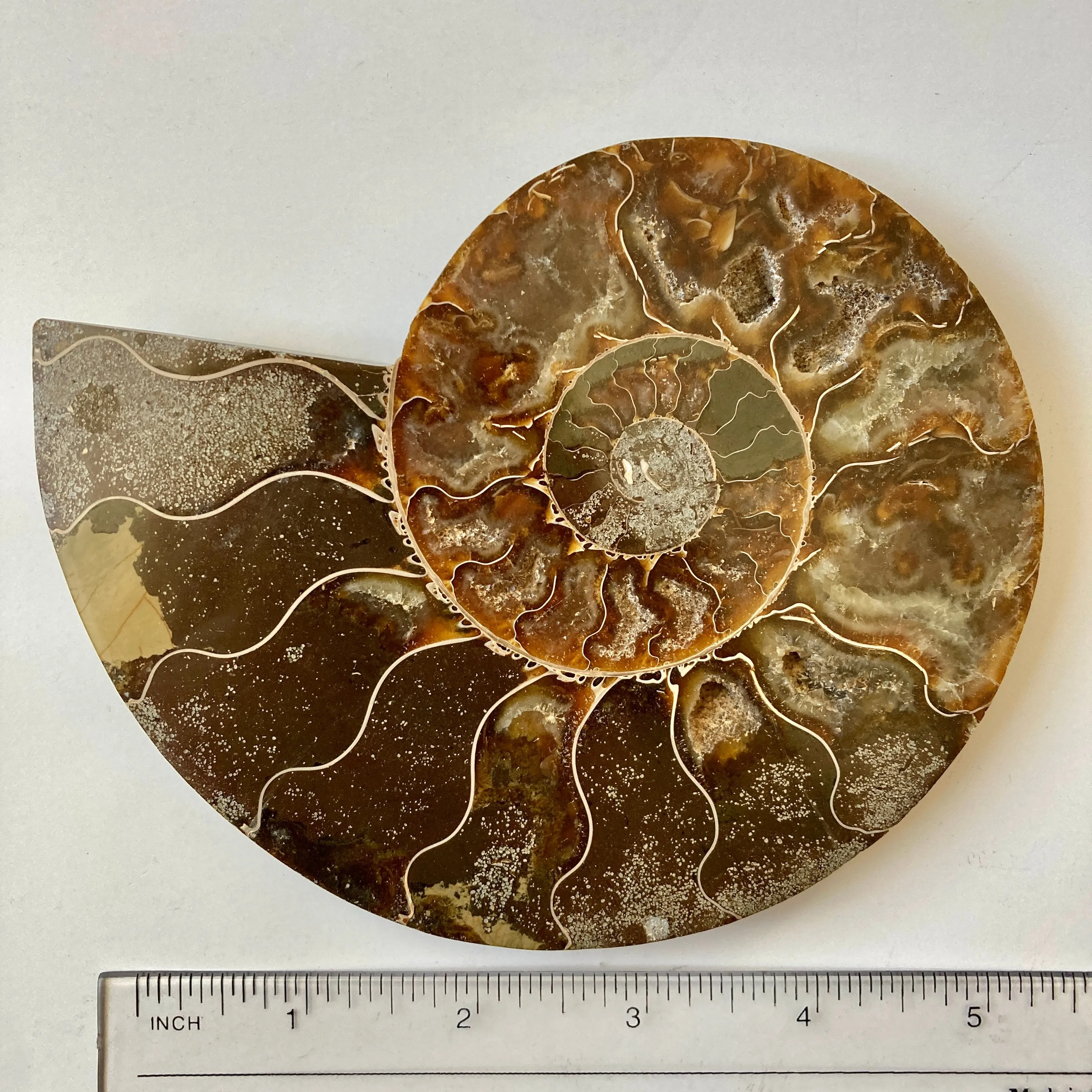 Ammonite, Cymatoceras