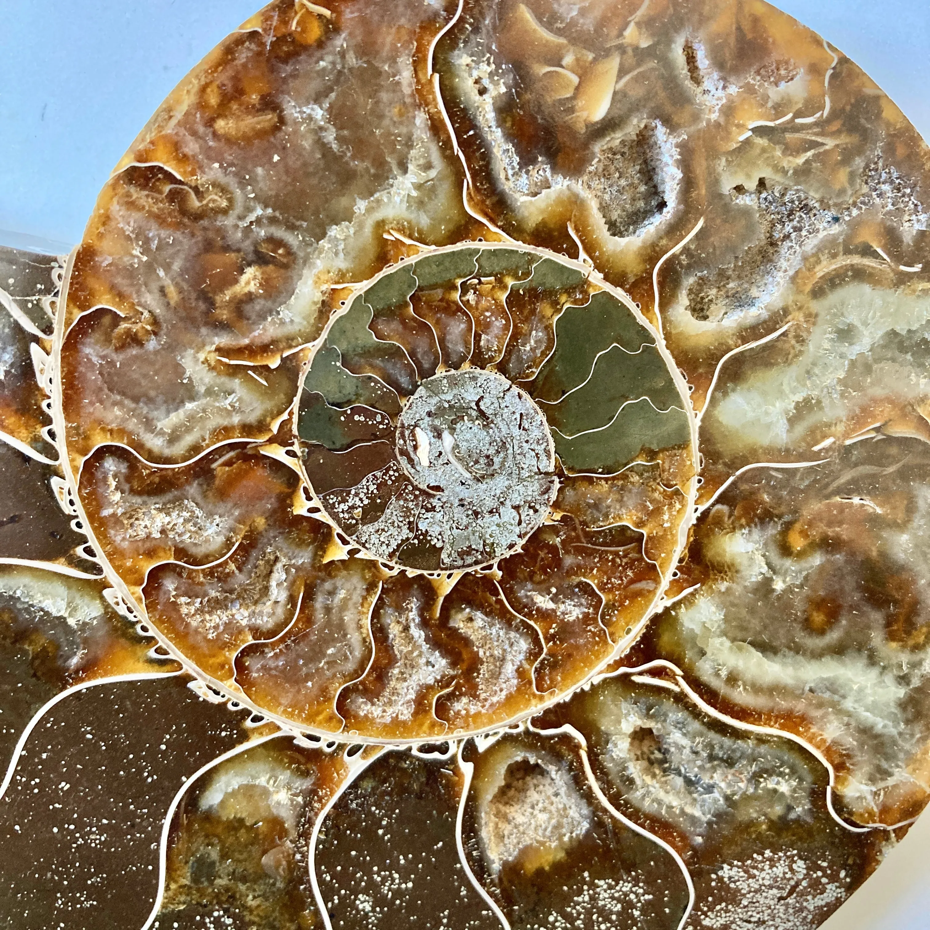 Ammonite, Cymatoceras