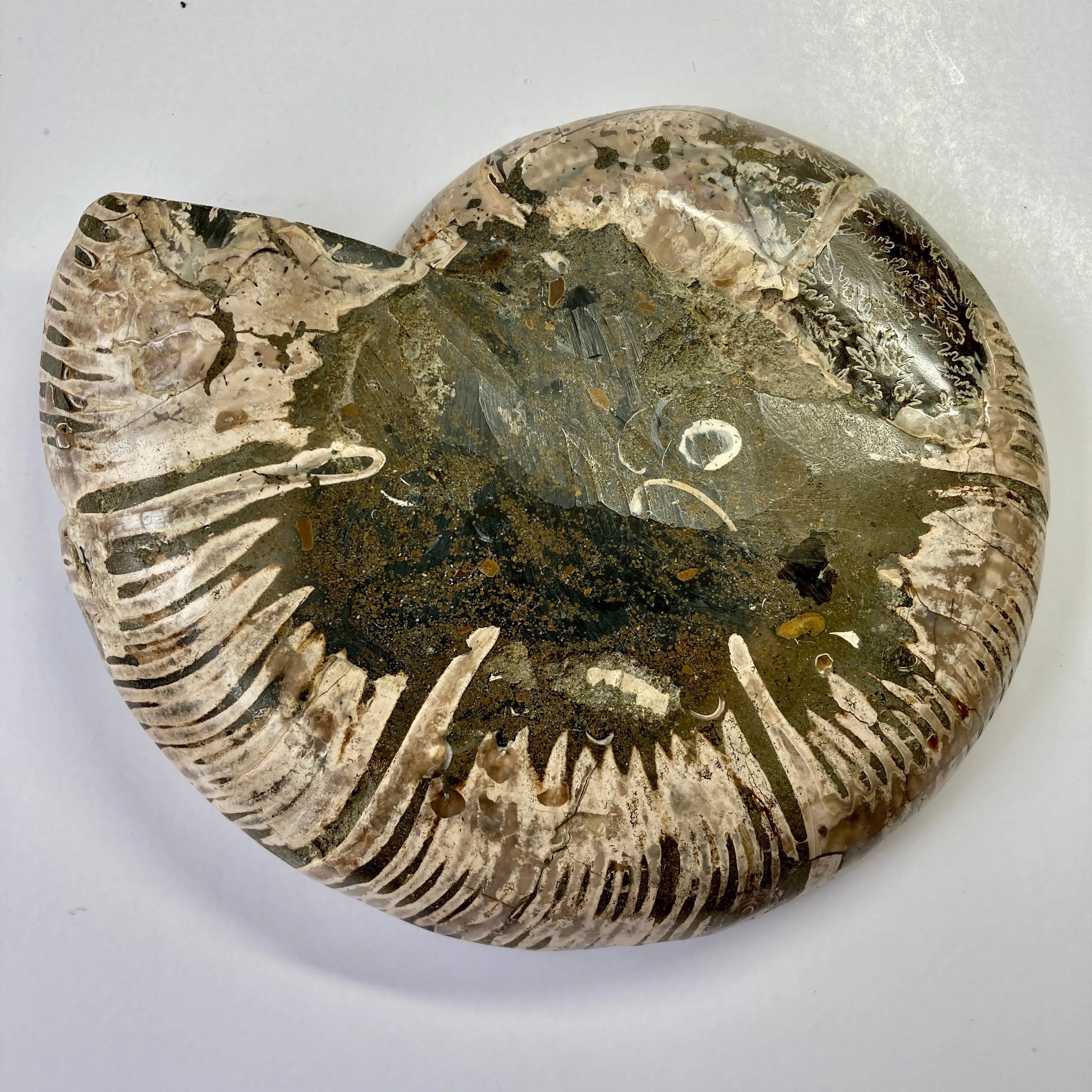 Cymatoceras Ammonite